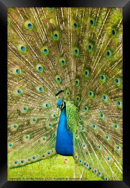 Peacock Framed Print by Ashley Cooper