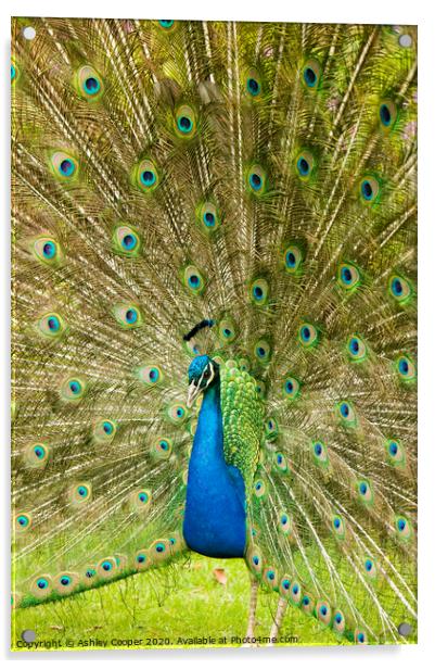 Peacock Acrylic by Ashley Cooper