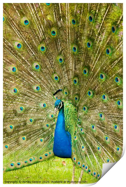 Peacock Print by Ashley Cooper