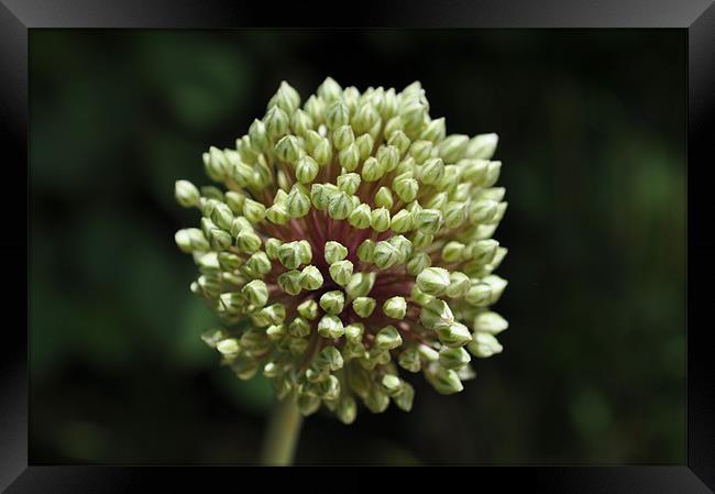 Onion Flower Buds Framed Print by Karen Martin