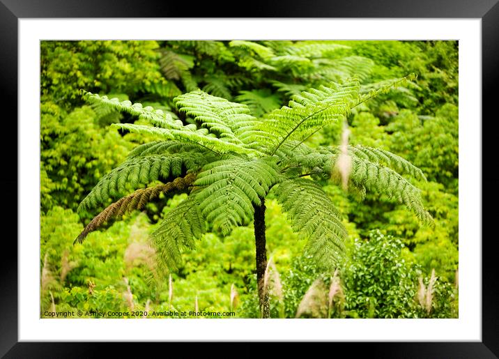 Tree Fern. Framed Mounted Print by Ashley Cooper