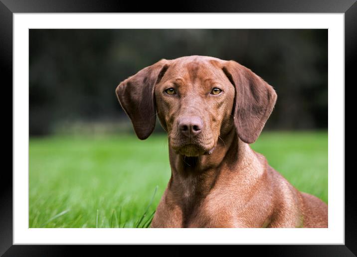 Vizsla Hunting Dog Framed Mounted Print by Arterra 