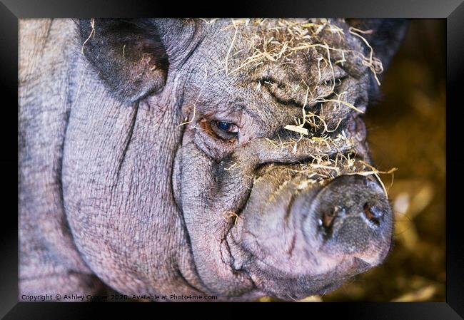 Pig ugly. Framed Print by Ashley Cooper