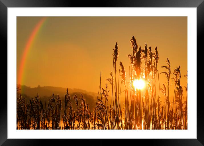 Rainbow Reeds. Framed Mounted Print by Ashley Cooper