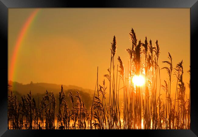 Rainbow Reeds. Framed Print by Ashley Cooper