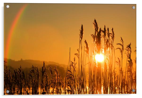 Rainbow Reeds. Acrylic by Ashley Cooper