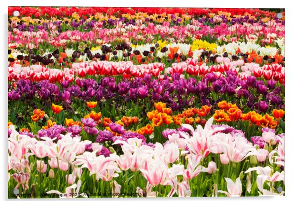 Tulips. Acrylic by Ashley Cooper