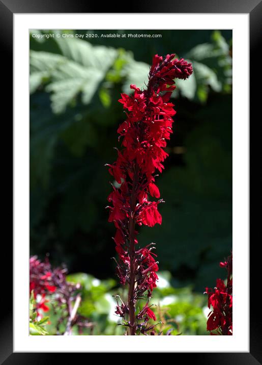 Lobelia Cardinalis - Queen Victoria Framed Mounted Print by Chris Day