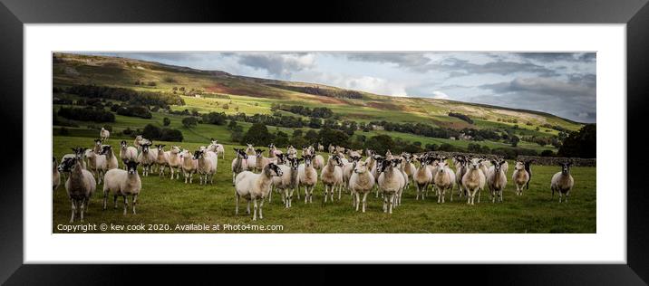 Wensley sheep-Pano Framed Mounted Print by kevin cook