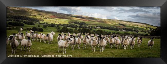 Wensley sheep-Pano Framed Print by kevin cook