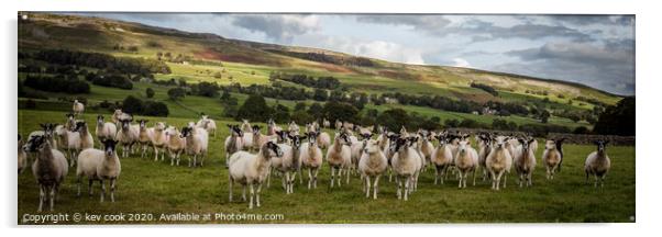 Wensley sheep-Pano Acrylic by kevin cook