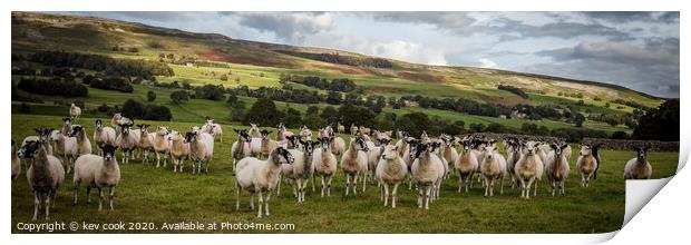 Wensley sheep-Pano Print by kevin cook