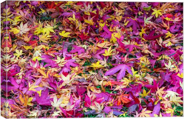 Autumn Leaves Canvas Print by Ashley Cooper