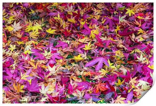 Autumn Leaves Print by Ashley Cooper