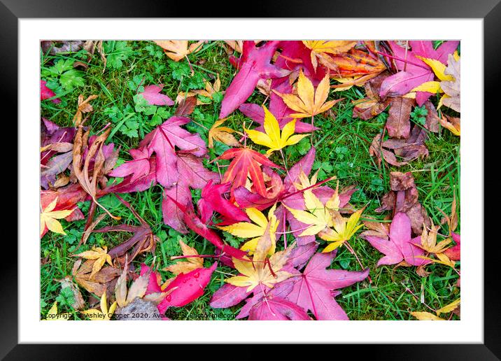 Leaf patterns, Framed Mounted Print by Ashley Cooper