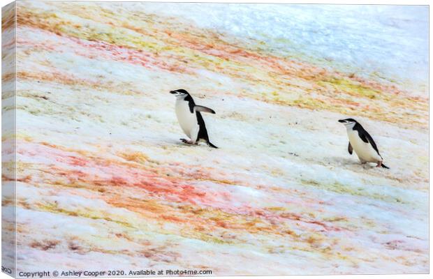 Penguins progress. Canvas Print by Ashley Cooper