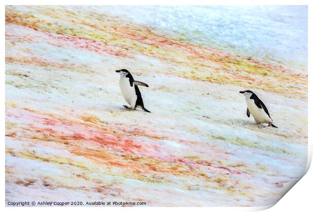Penguins progress. Print by Ashley Cooper