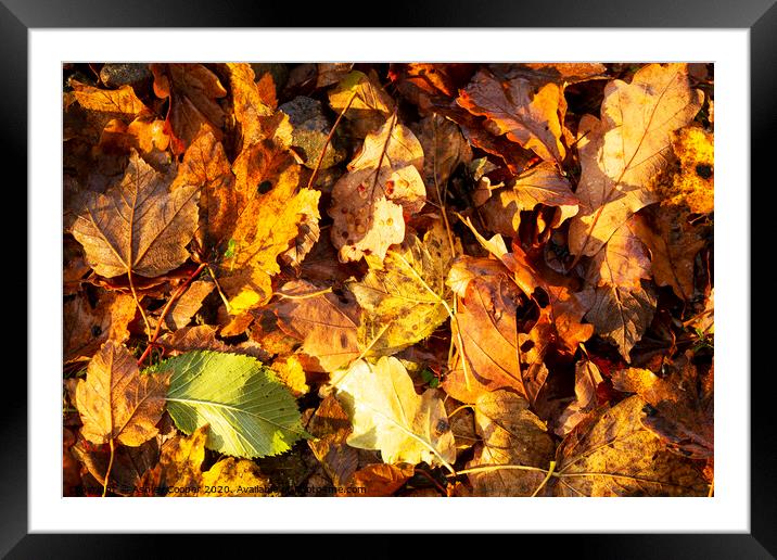 Woodland floor. Framed Mounted Print by Ashley Cooper
