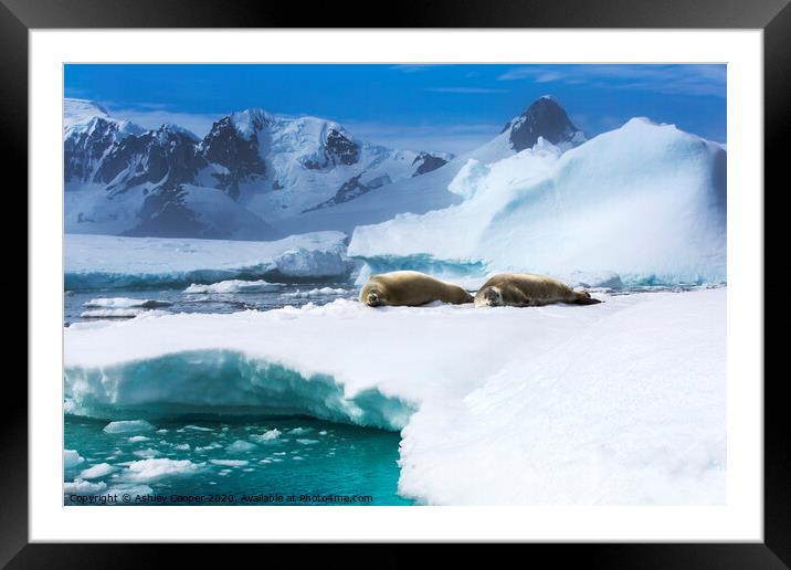Antarctic seal. Framed Mounted Print by Ashley Cooper