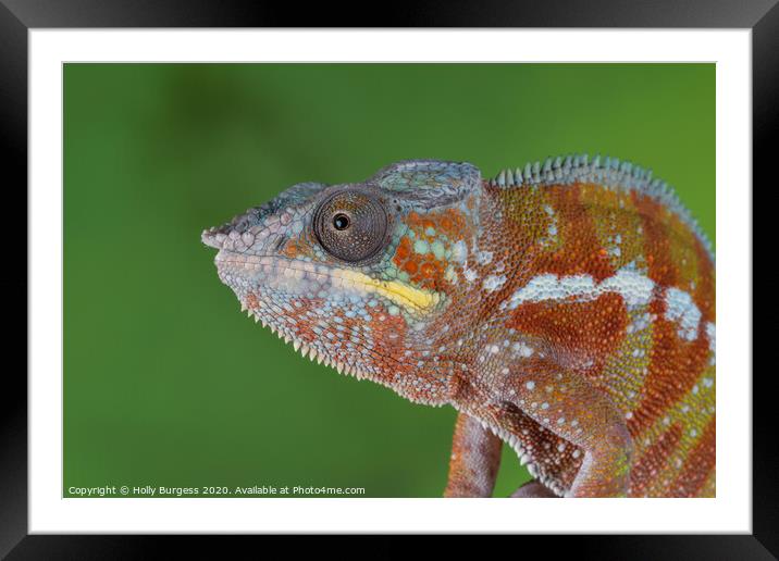 Chameleon Framed Mounted Print by Holly Burgess