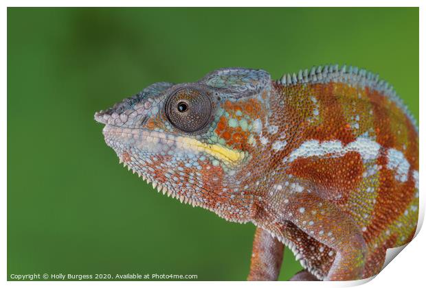 Chameleon Print by Holly Burgess