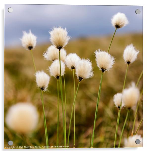 Hare's tail Cotton Grass in the Scottish Moorland Acrylic by Phill Thornton
