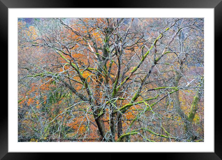 The tree. Framed Mounted Print by Ashley Cooper