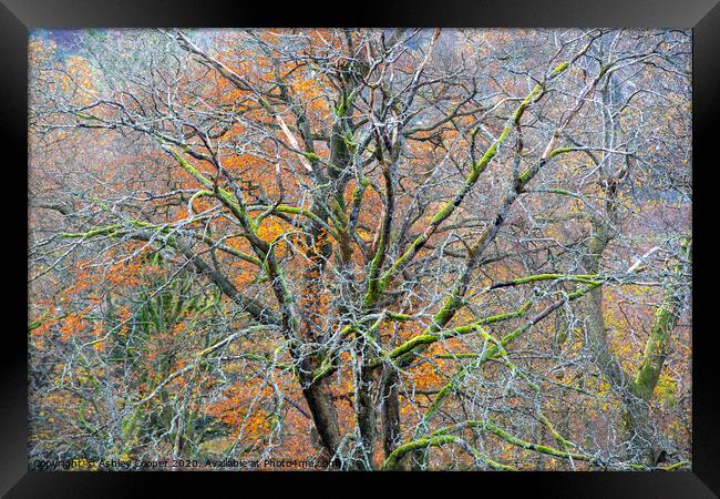 The tree. Framed Print by Ashley Cooper