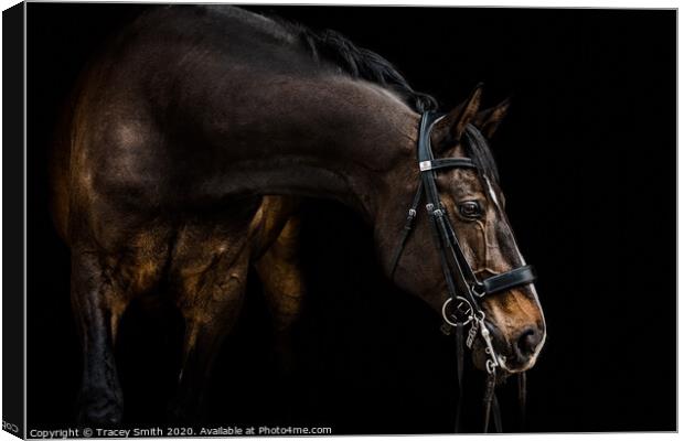 The Dressage Horse Canvas Print by Tracey Smith