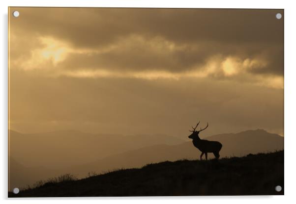 Strathglass Silhouette Acrylic by Macrae Images