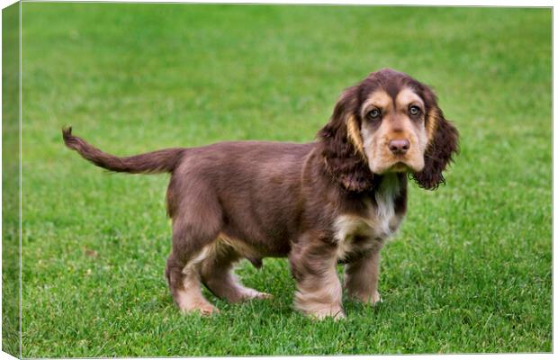 English Cocker Spaniel Pup Canvas Print by Arterra 