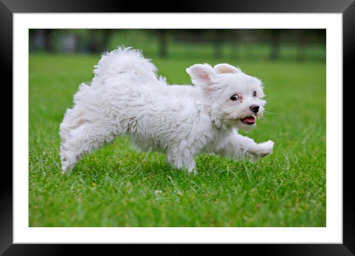 White Maltezer Dog Running in Garden Framed Mounted Print by Arterra 
