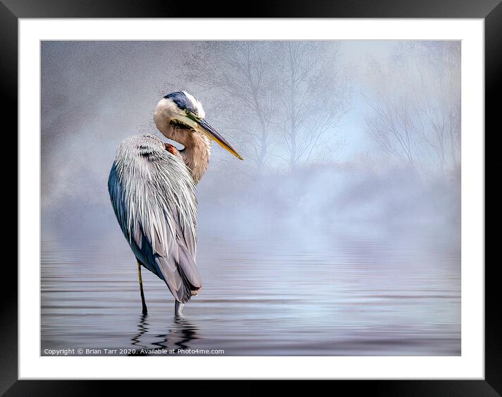 Heron in misty sunrise Framed Mounted Print by Brian Tarr