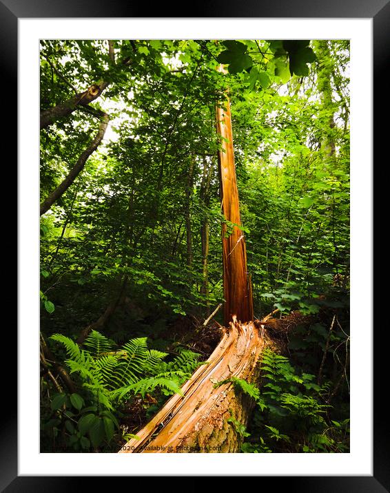 Amazing tree that has been struck by lightning Framed Mounted Print by Janet Kelly