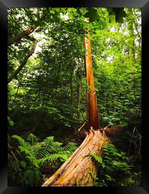 Amazing tree that has been struck by lightning Framed Print by Janet Kelly