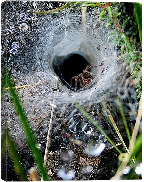Spider In The Web Canvas Print by val butcher