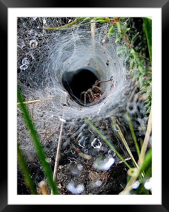 Spider In The Web Framed Mounted Print by val butcher