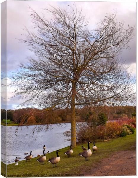 Tree surrounded with geese  Canvas Print by Janet Kelly