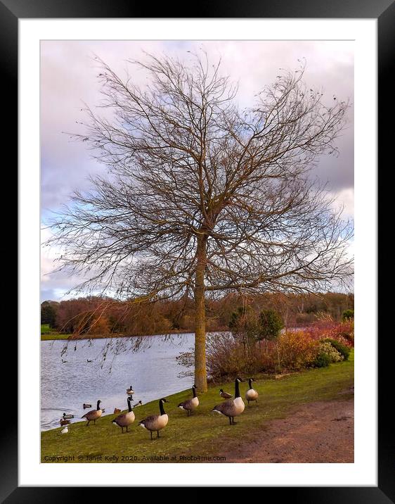 Tree surrounded with geese  Framed Mounted Print by Janet Kelly