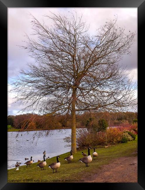 Tree surrounded with geese  Framed Print by Janet Kelly