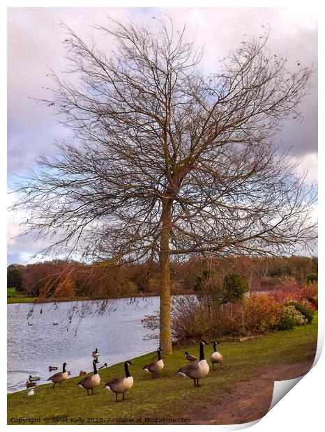 Tree surrounded with geese  Print by Janet Kelly