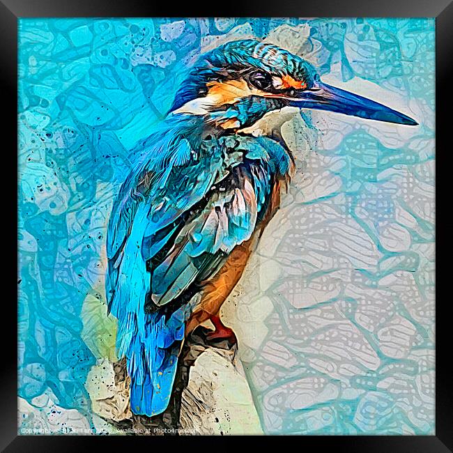 Kingfisher art Framed Print by Brian Tarr