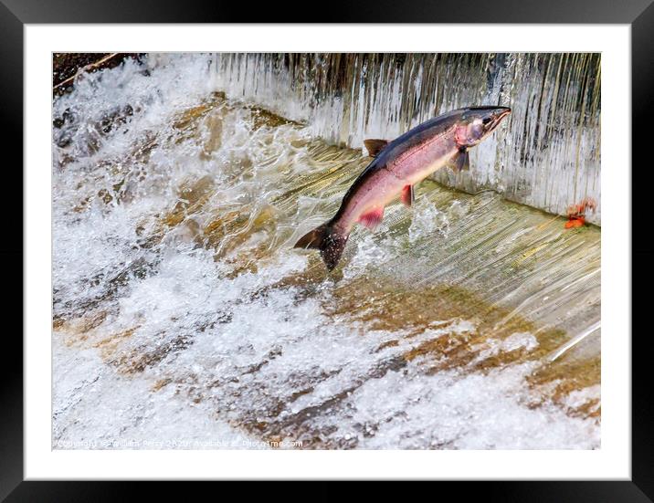 Chinook Coho Salmon Jumping Issaquah Hatchery Washington State Framed Mounted Print by William Perry