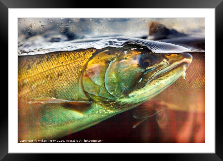 Chinook Coho Salmon Close Up Issaquah Hatchery Washington State Framed Mounted Print by William Perry