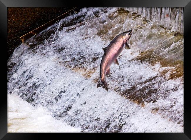 Chinook Coho Salmon Jumping Issaquah Hatchery Washington State Framed Print by William Perry