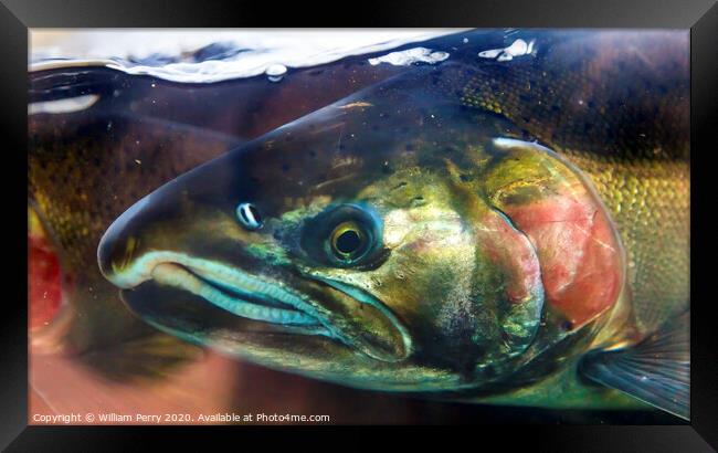 Chinook Coho Salmon Close Up Issaquah Hatchery Washington State Framed Print by William Perry
