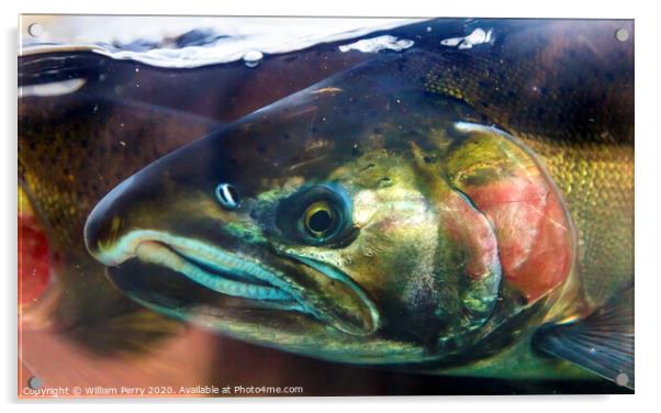 Chinook Coho Salmon Close Up Issaquah Hatchery Washington State Acrylic by William Perry