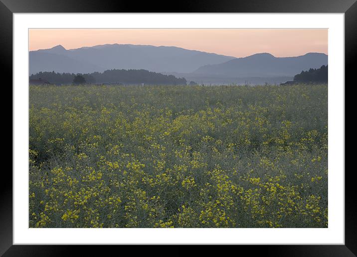 Rapeseed dawn Framed Mounted Print by Ian Middleton