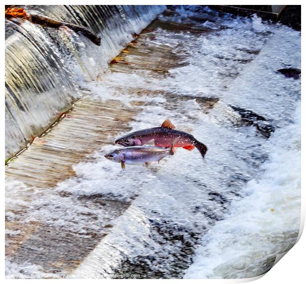 Chinook Coho Salmon Jumping Issaquah Hatchery Washington State Print by William Perry