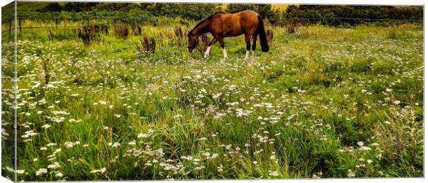Beautiful golden brown Horse in a field Canvas Print by Janet Kelly